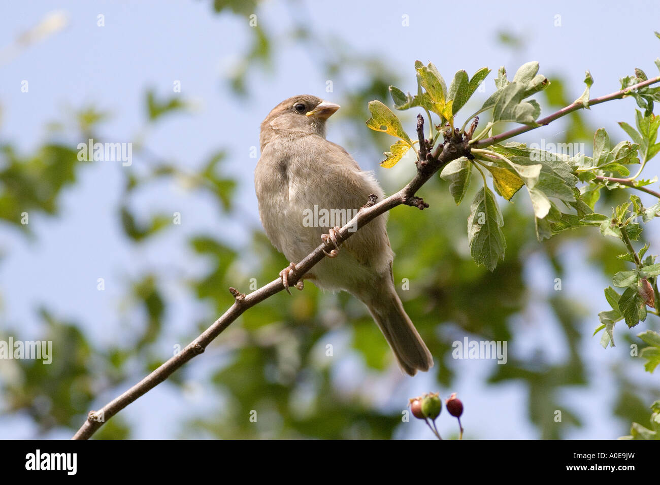 Juvenile Haussperling - Passer domesticus Stockfoto