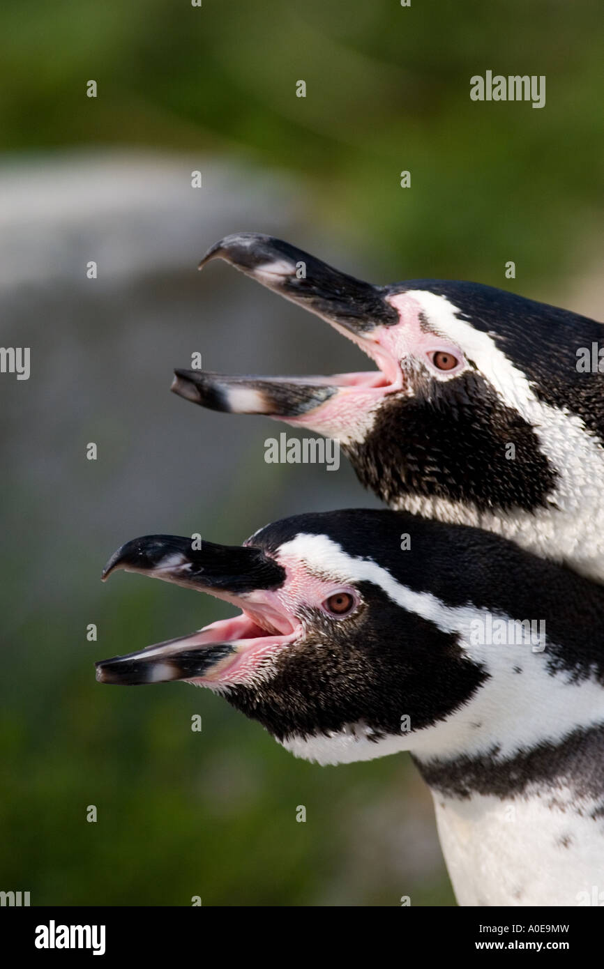 Humboldt Pinguin - Spheniscus humboldti Stockfoto