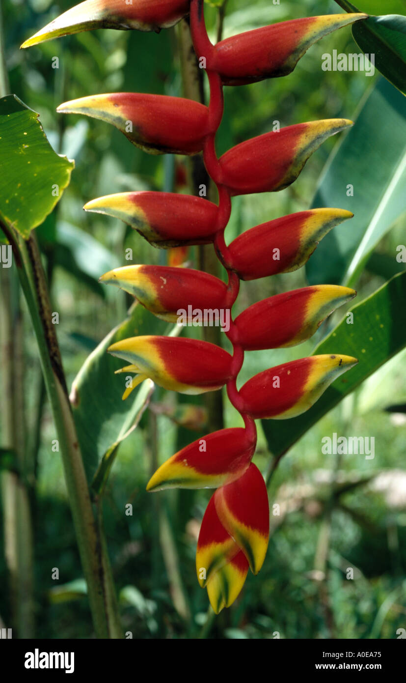 Paloulou eine Blume aus Surinam Heliconia Stockfoto