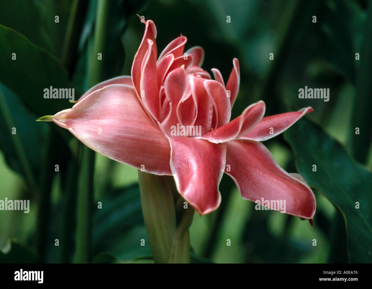 Brasilianische Lilie eine Blume aus Surinam Stockfoto