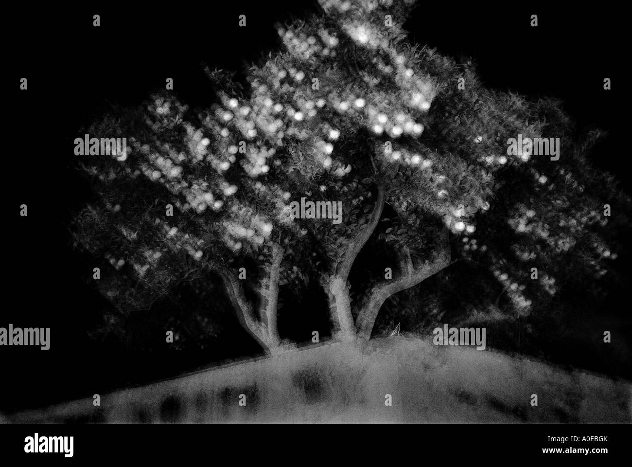 Orangenbaum in der Nacht Stockfoto