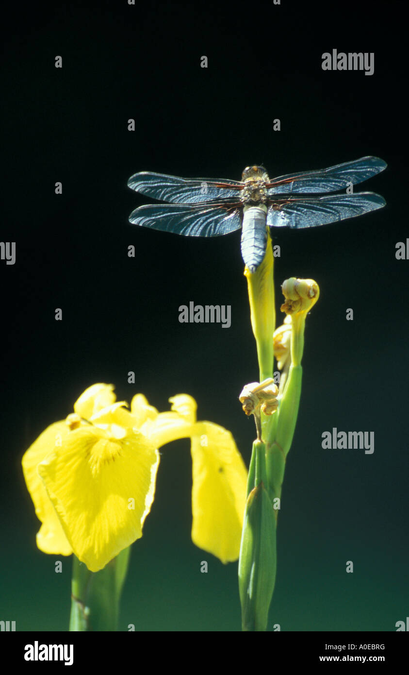 Libelle auf gelbe Iris, Frankreich Stockfoto