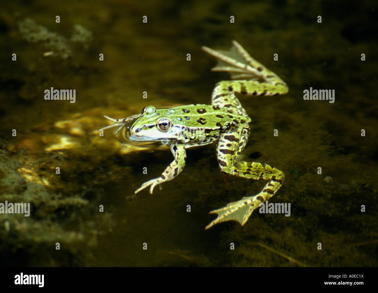 Pool-Frosch (Rana Lessonae) Stockfoto