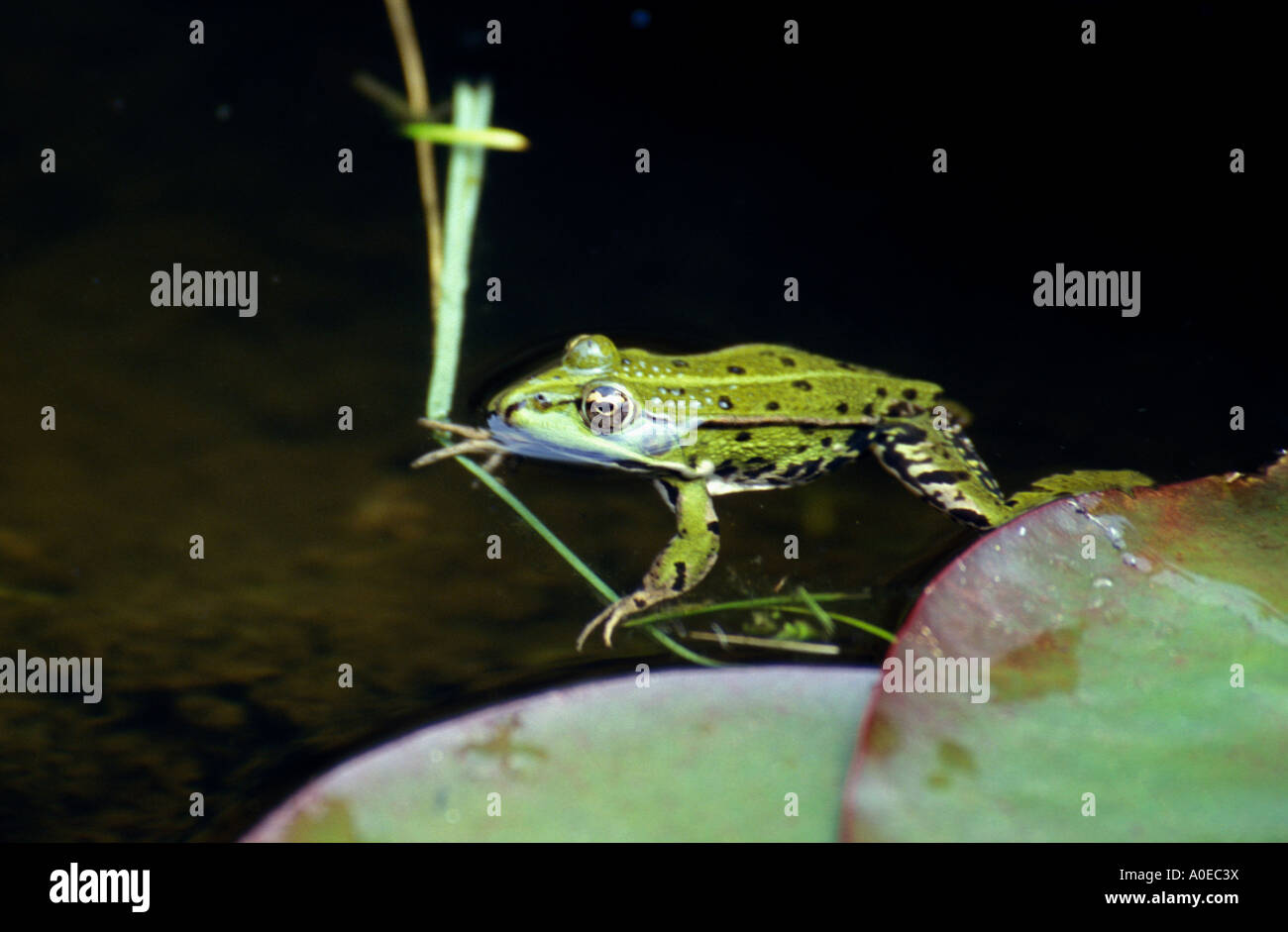 Pool-Frosch (Rana Lessonae) Stockfoto