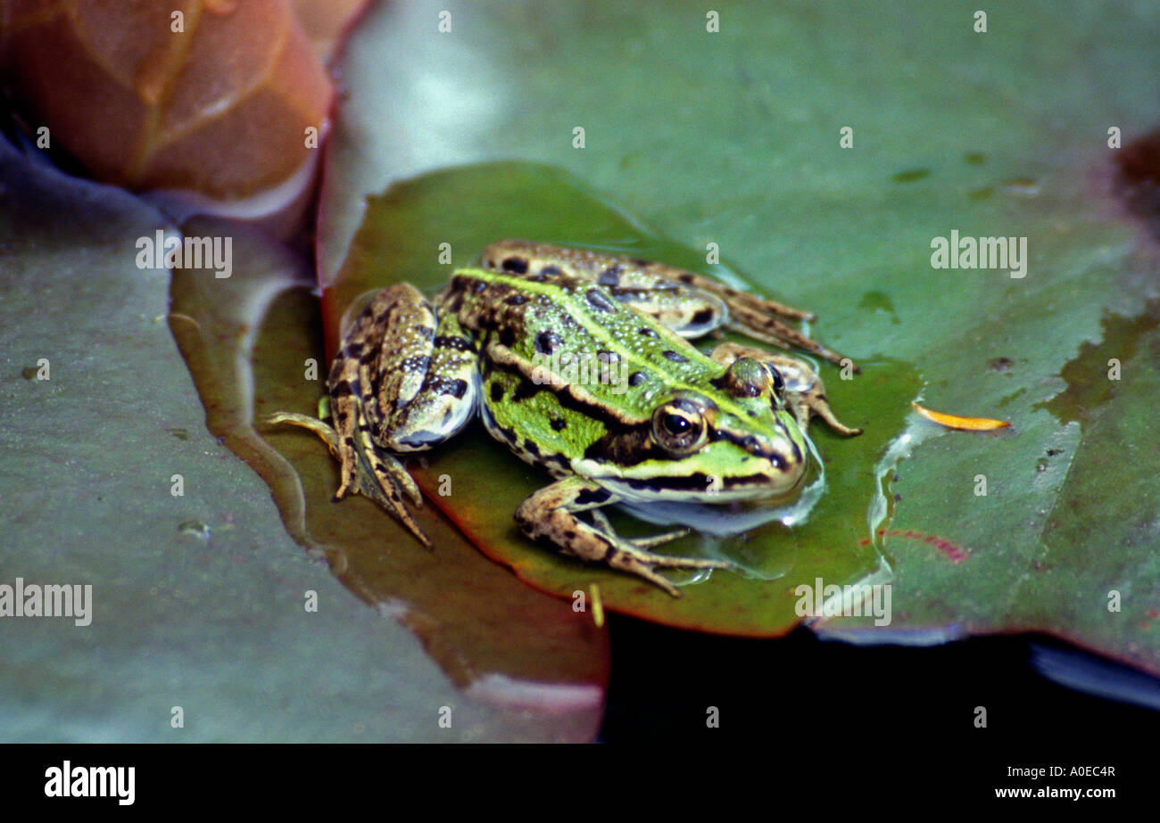 Frosch, ruht auf einem Seerosen-Blatt Stockfoto