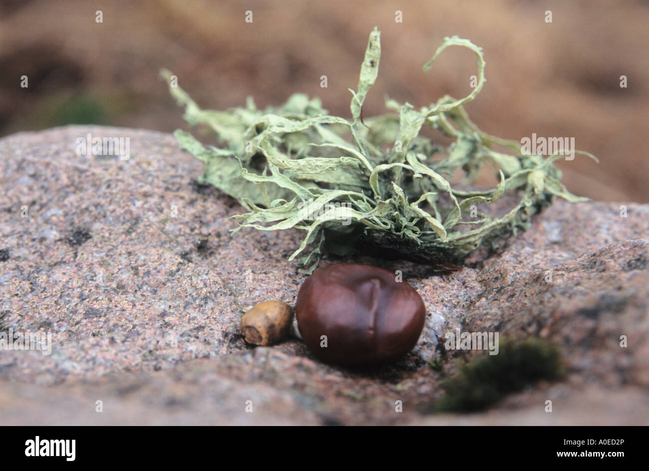 Heidnischen Opfer auf einem Stein in Kurland Landschaft von Lettland Stockfoto