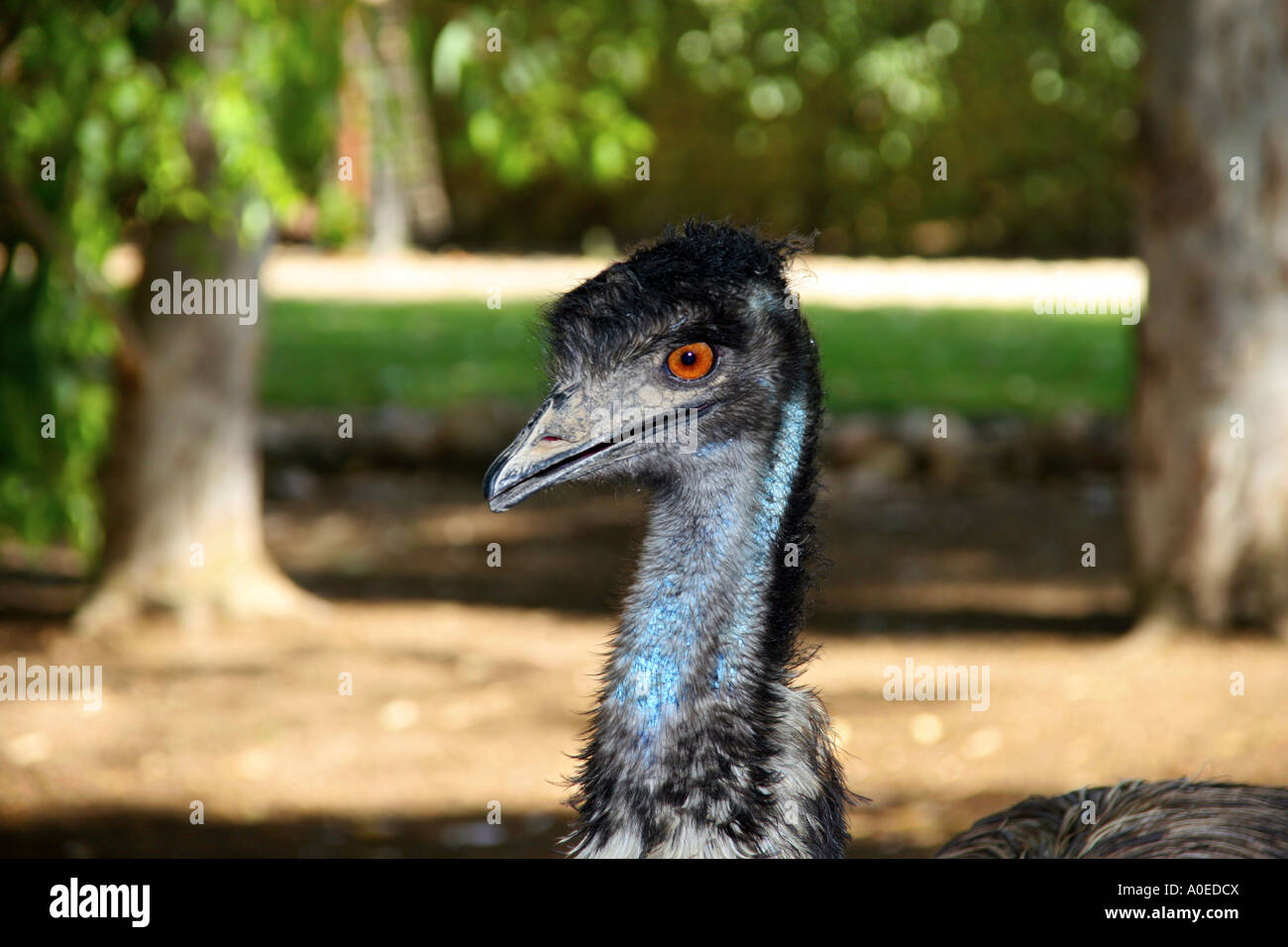 goldenen braunen Augen von einem Emu Dromaius novaehollandiae Stockfoto