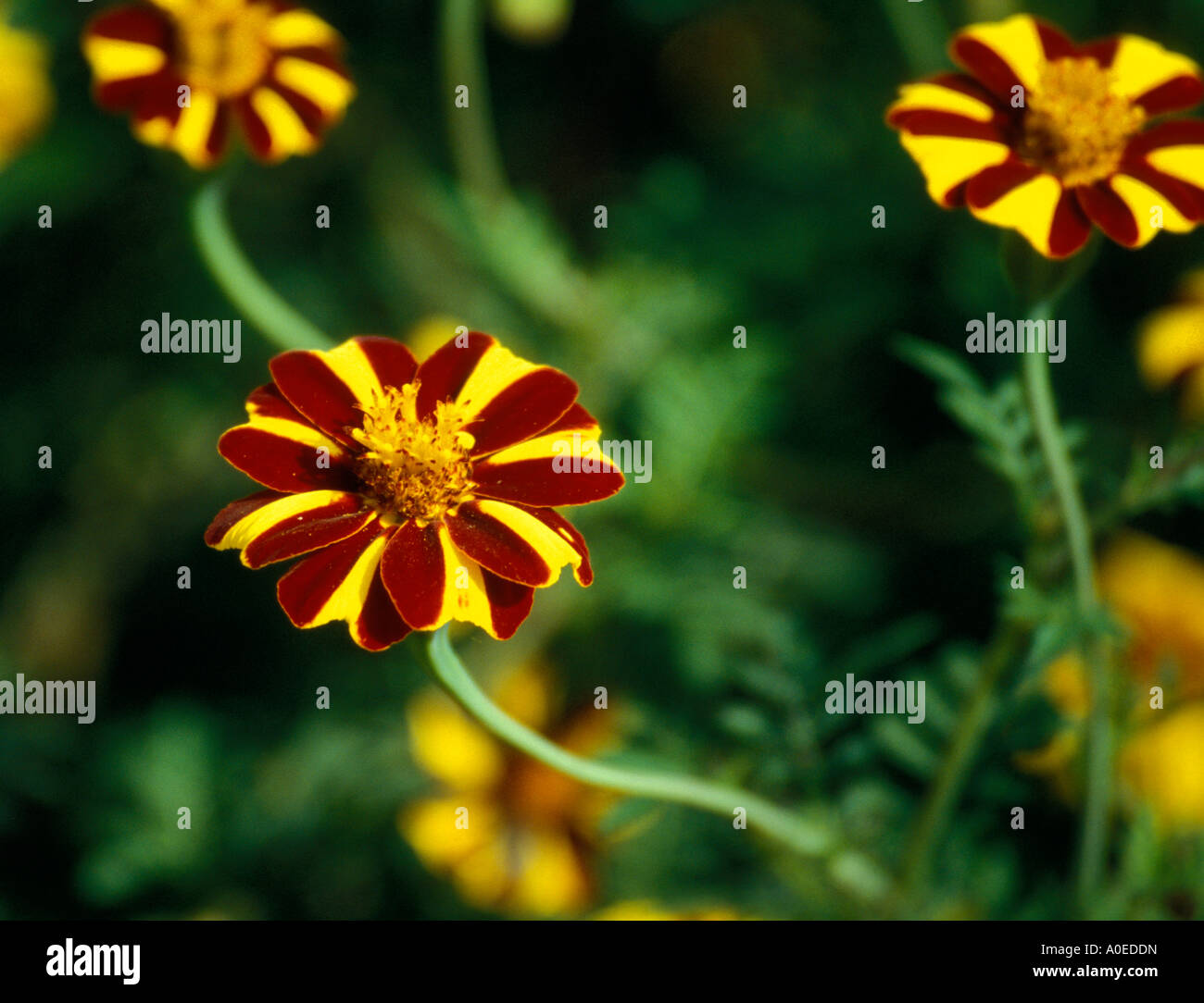 Französische Ringelblume Calendula Tagetes compositae Stockfoto