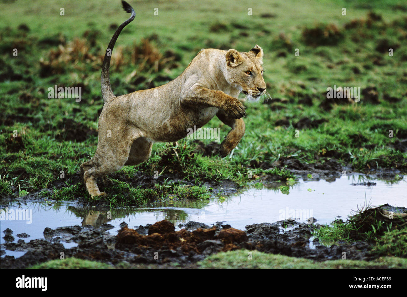 Marsh Löwin springt über Wasser Masai Mara Kenia Stockfoto