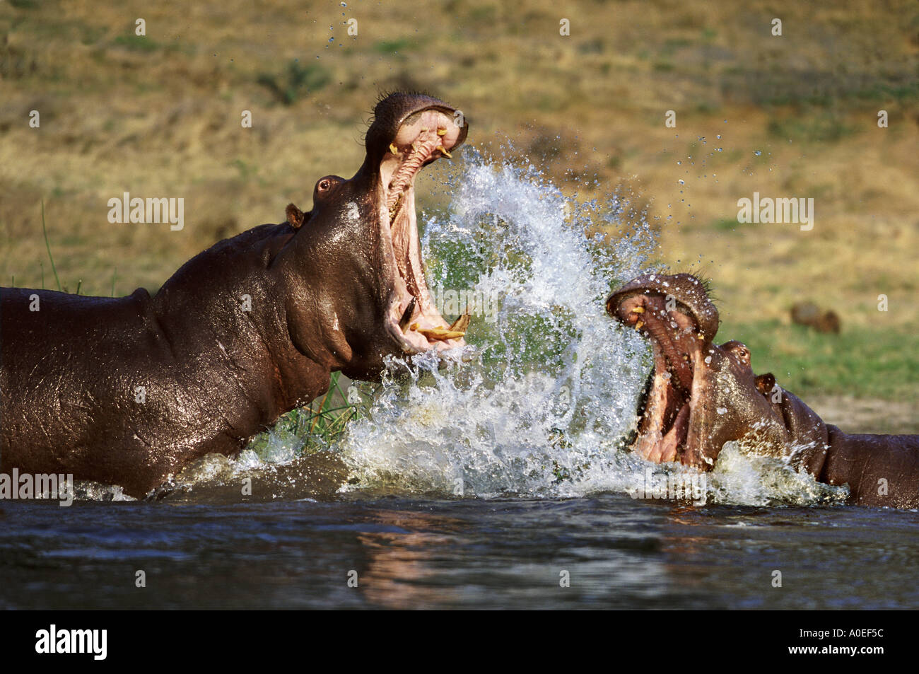 Nilpferd, die Bekämpfung von Botswana Stockfoto