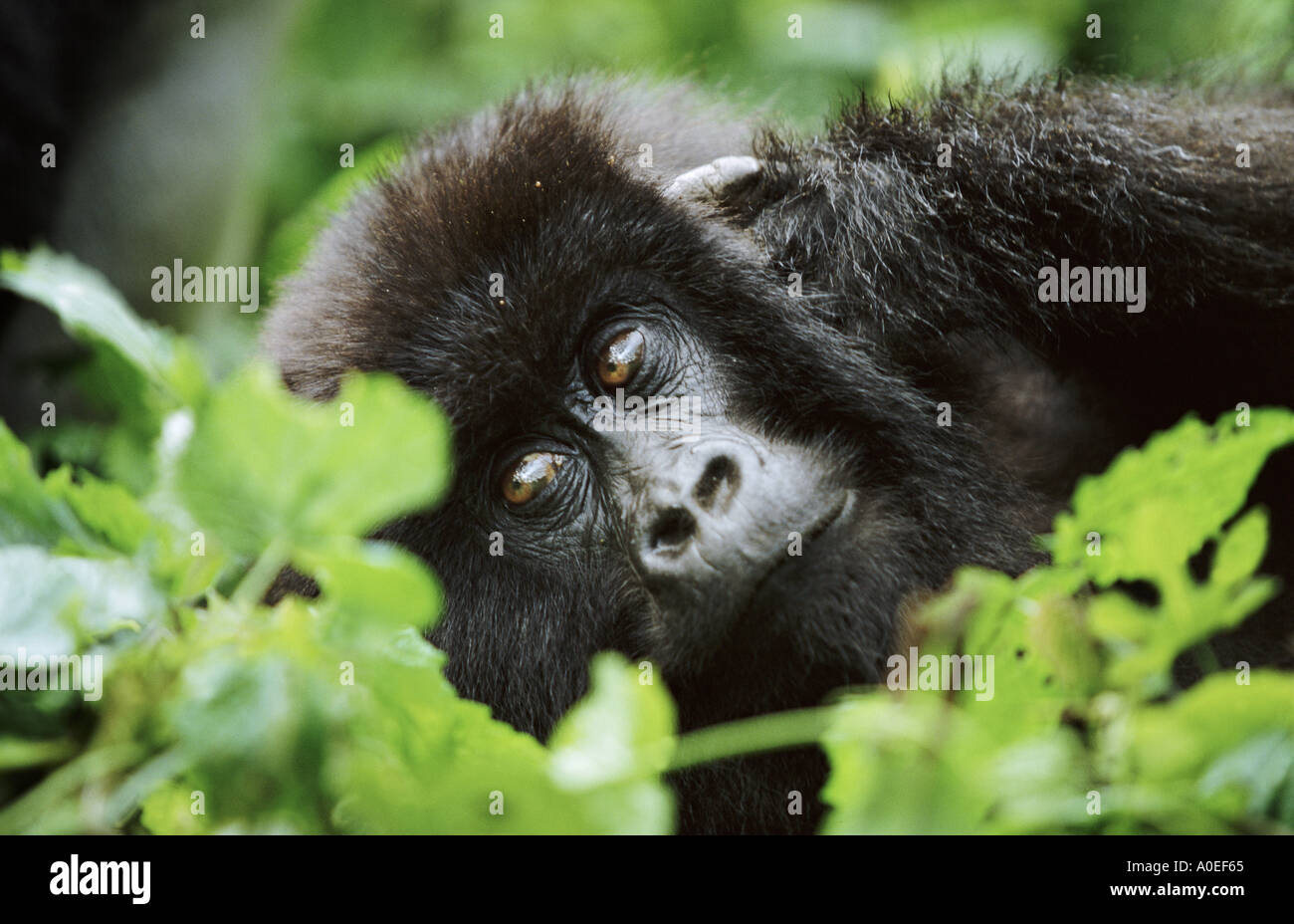 Weibliche Mountain Gorilla Parc des Virunga in der Demokratischen Republik Kongo Stockfoto