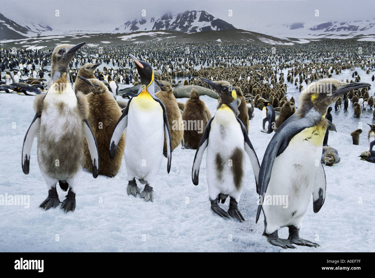 König Penguins St. Andrews Bay Südgeorgien Stockfoto