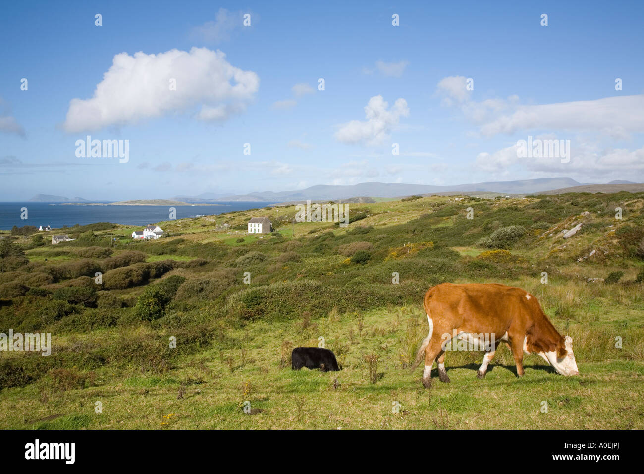 Weidevieh und verstreute Bauernhöfe mit Meerblick in Coulagh Bay Eyeries Ring of Beara County Cork Eire Irland Europe Stockfoto