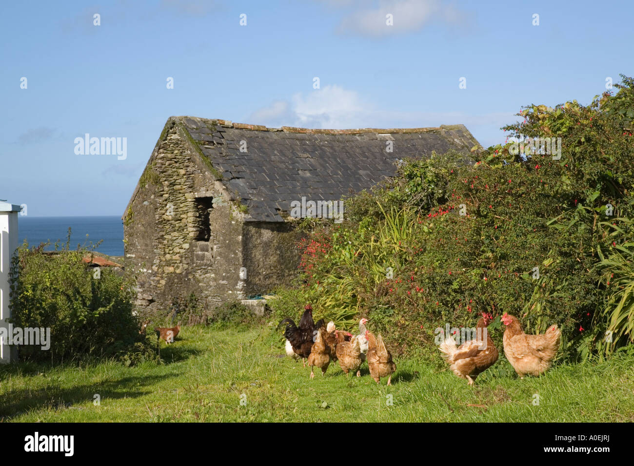 Alte Scheune Freilandhaltung Hühner in der Nähe von Dorf mit Coulagh Bay jenseits Eyeries, County Cork, Eire, Südirland Stockfoto