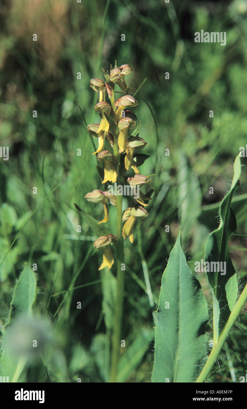 Nahaufnahme von Green Frog Orchid Coeloglossum Viride Blütenstand Alpen der Schweiz Stockfoto