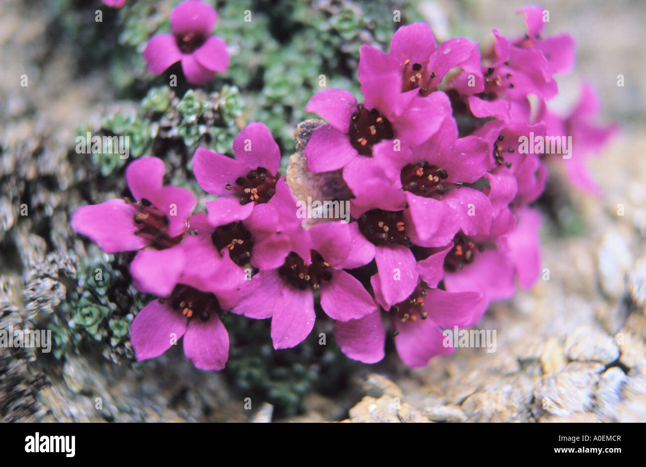 Nahaufnahme von lila Steinbrech Saxifraga Oppositifolia Blumen Alpen der Schweiz Stockfoto