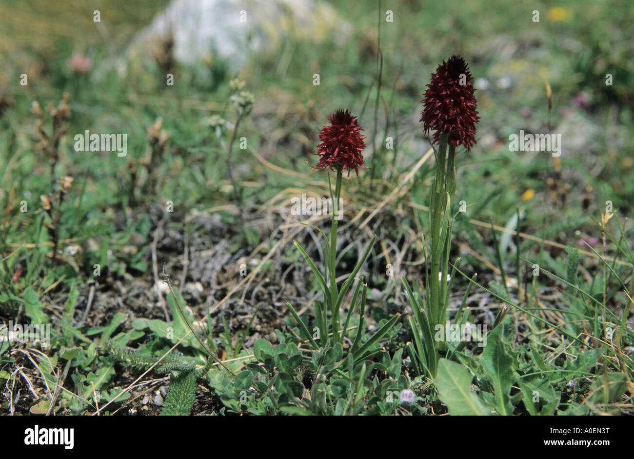 Nahaufnahme von schwarze Vanille Orchidee Kohlröschen Nigra Blumen Alpen  der Schweiz Stockfotografie - Alamy