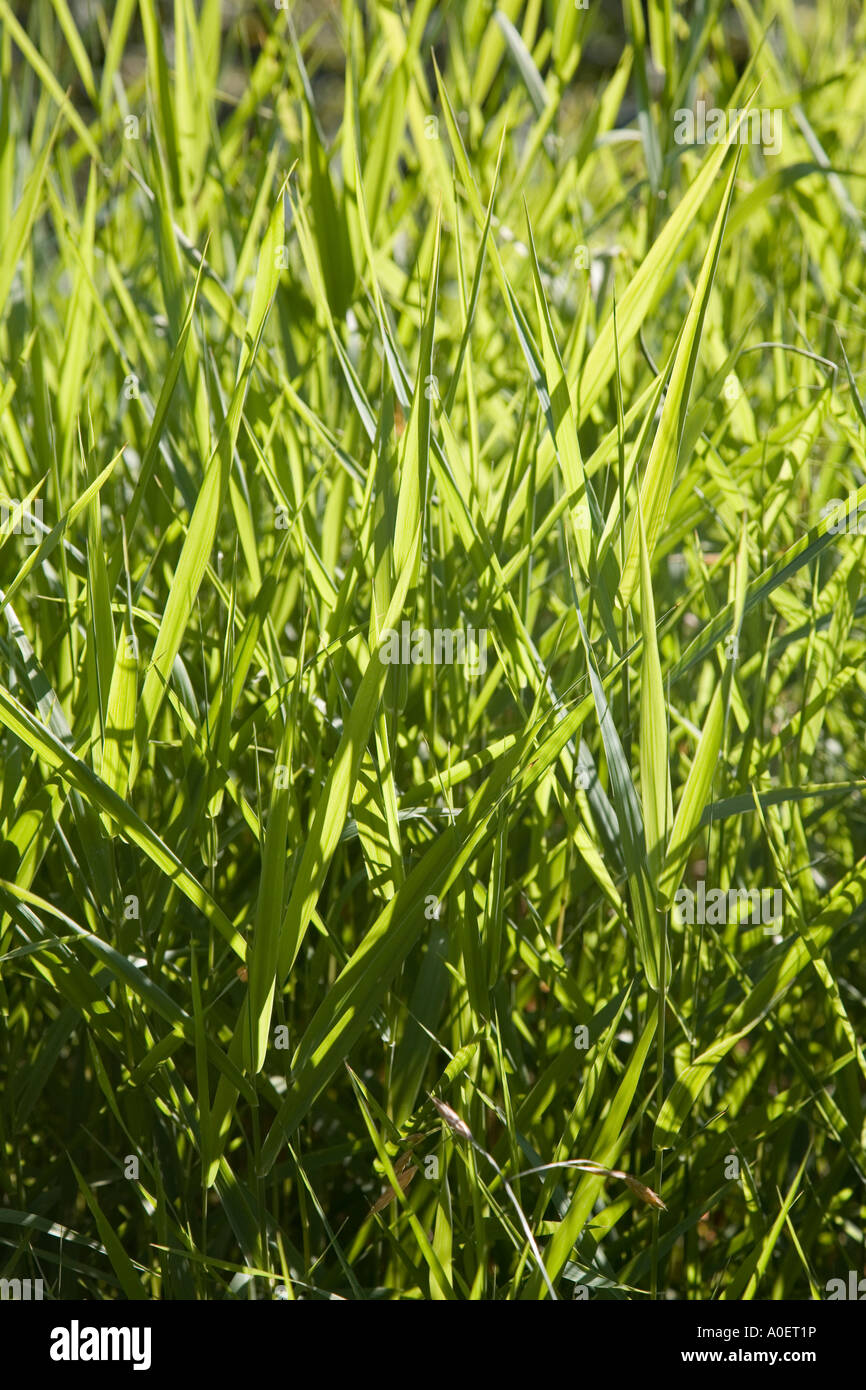 Langen Rasen auf Rasen schneiden erfordern Stockfoto