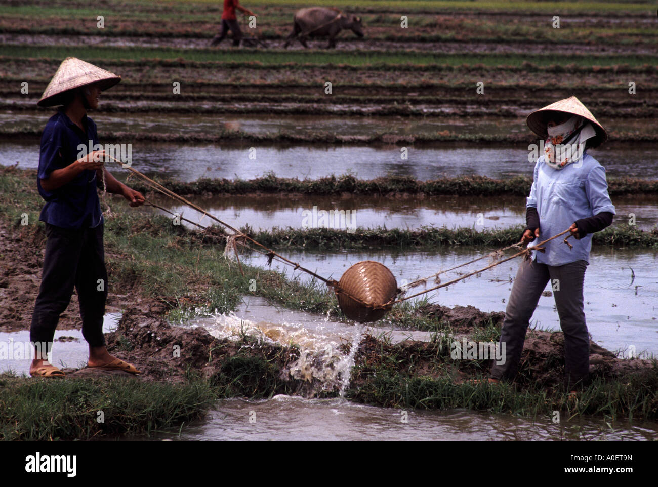 Arbeitnehmer in einem Reisfeld in der Nähe von Hanoi Nordvietnam Stockfoto
