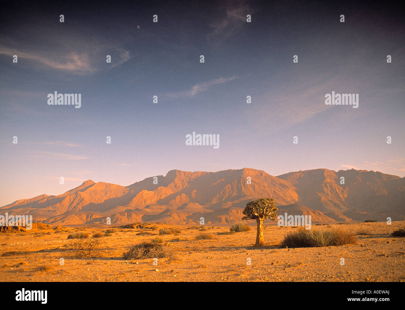 Köcher Baum Namib Wüste Namibia Stockfoto