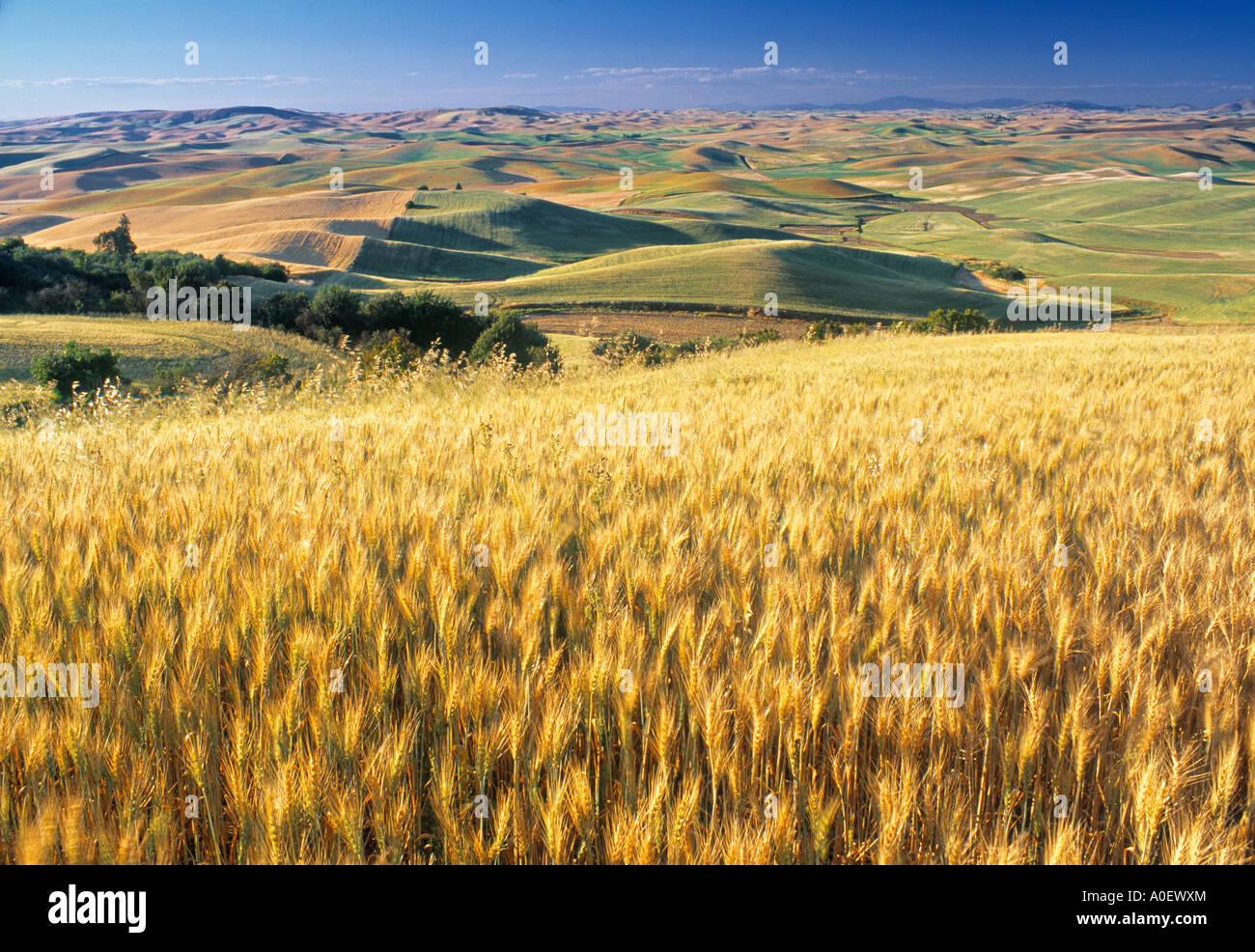 Weizen Fied Palouse Washington State USA Stockfoto