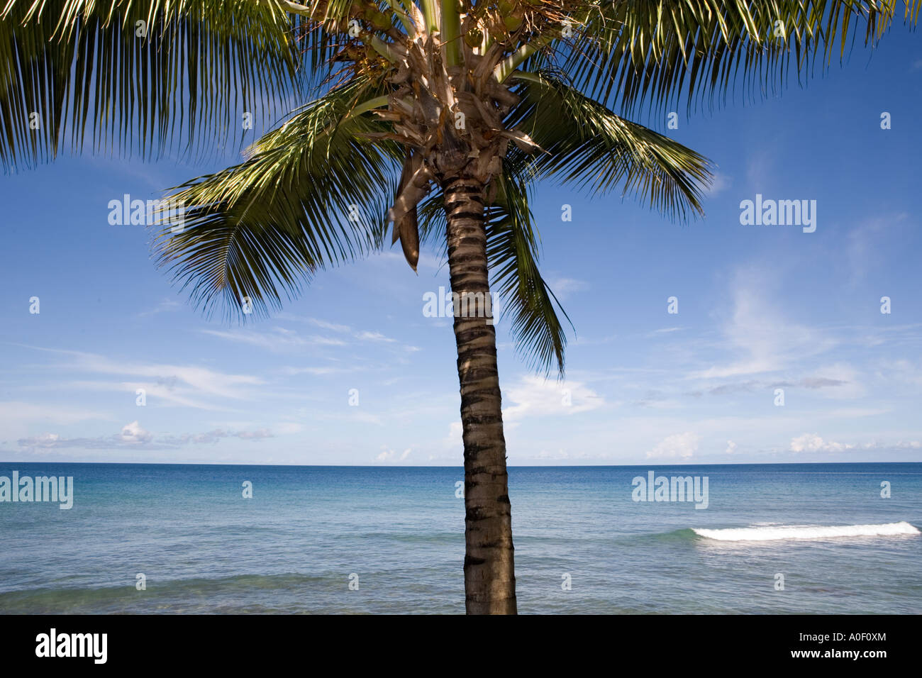 Palme mit tropischen Ozean hinter Stockfoto