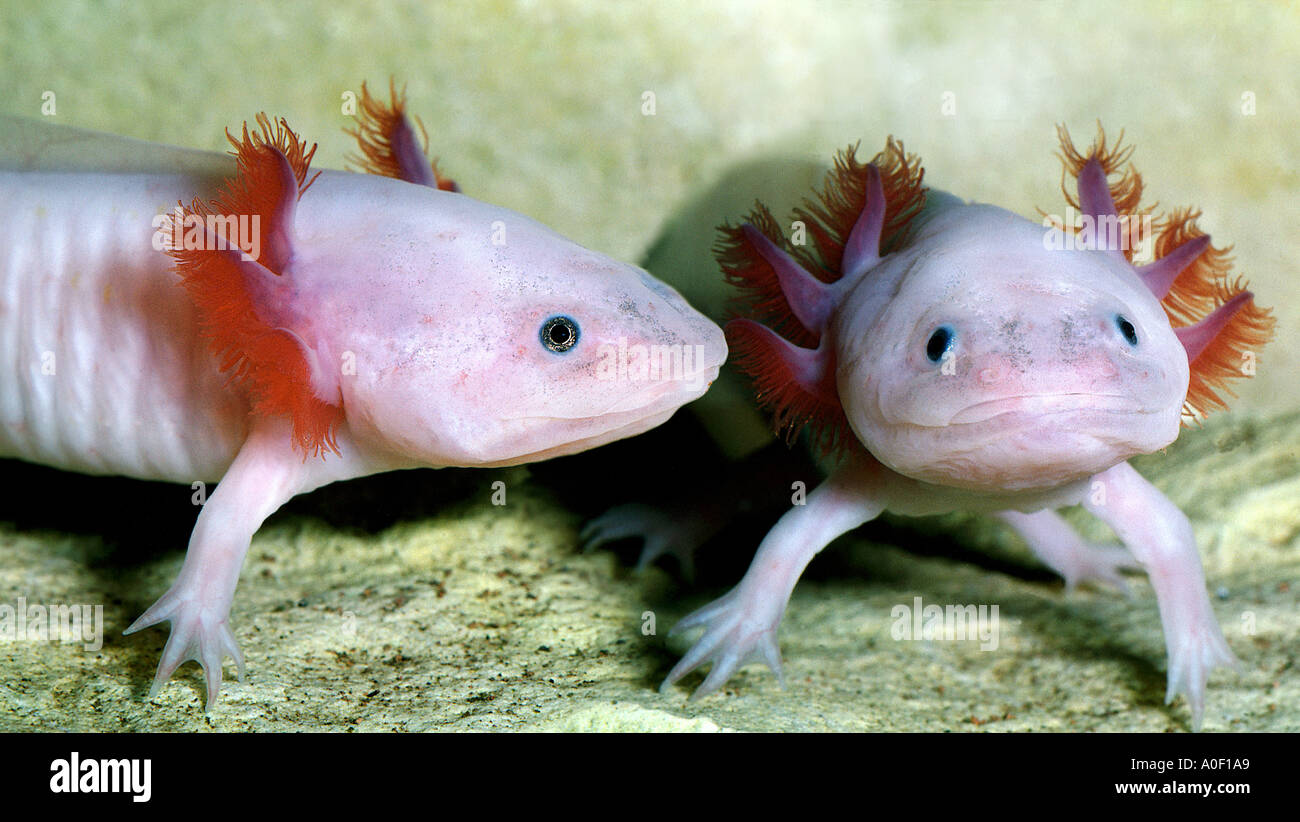 zwei mexikanische Axolotl Albino Z.B. geschieht SIREDON geschieht AMBYSTOMATIDAE Newt Mole Salamander neotenischer Amphibien amphibio Stockfoto
