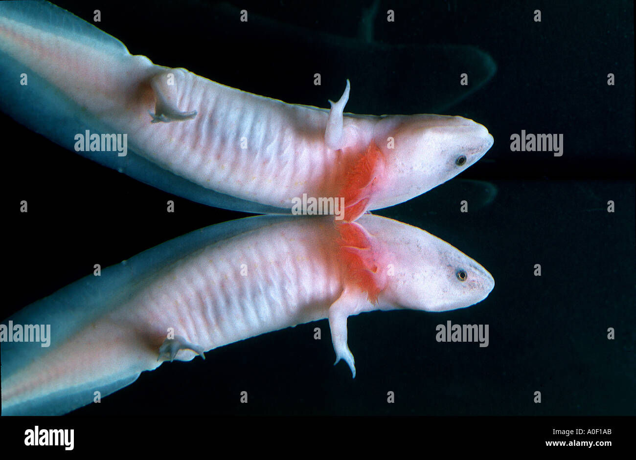 mexikanischen Axolotl Albino auf Wasser Oberfläche Z.B. geschieht SIREDON geschieht AMBYSTOMATIDAE Newt Mole Salamander neotenischer ich Stockfoto