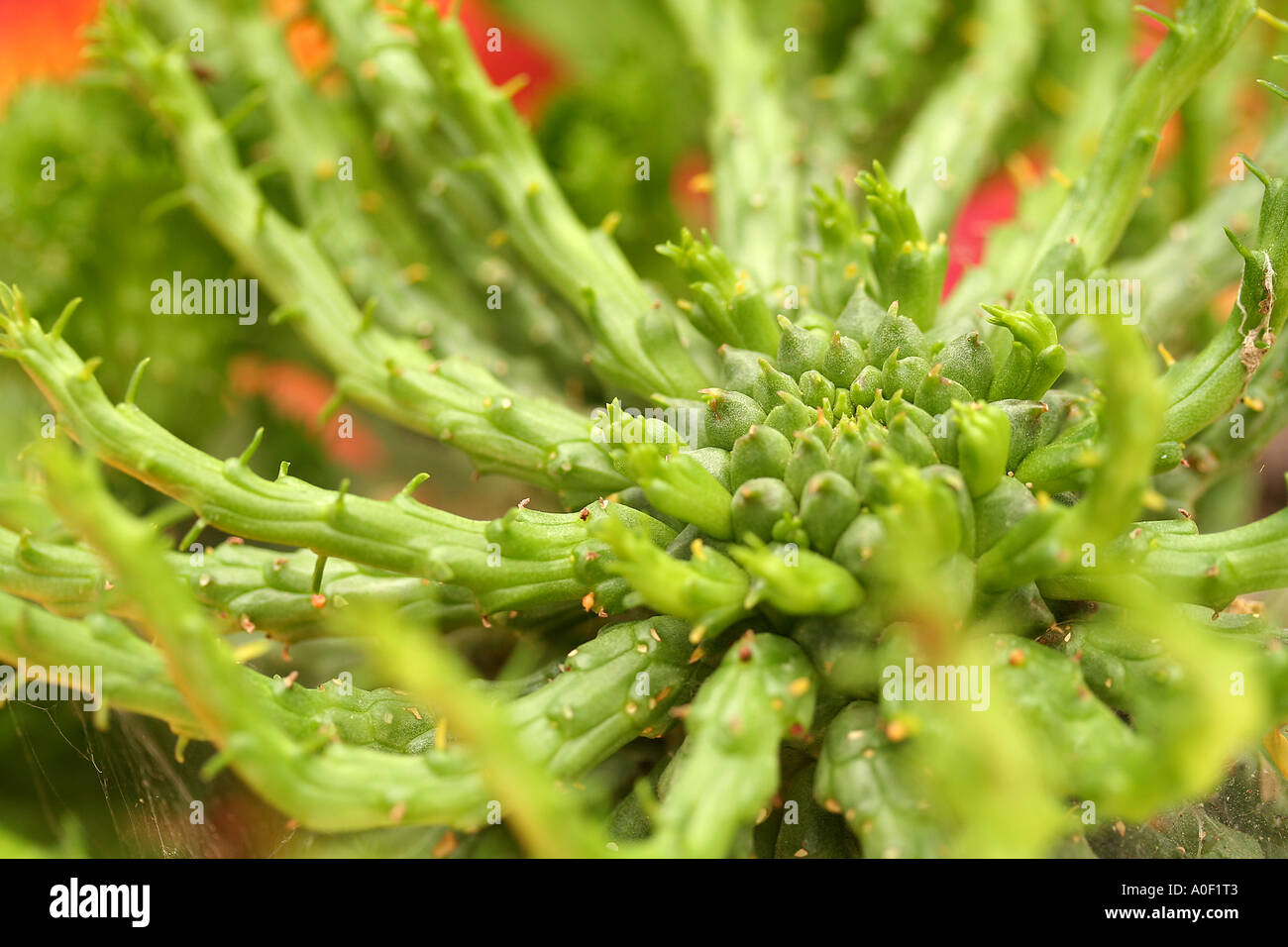 Euphorbia Caput Medusen Stockfoto
