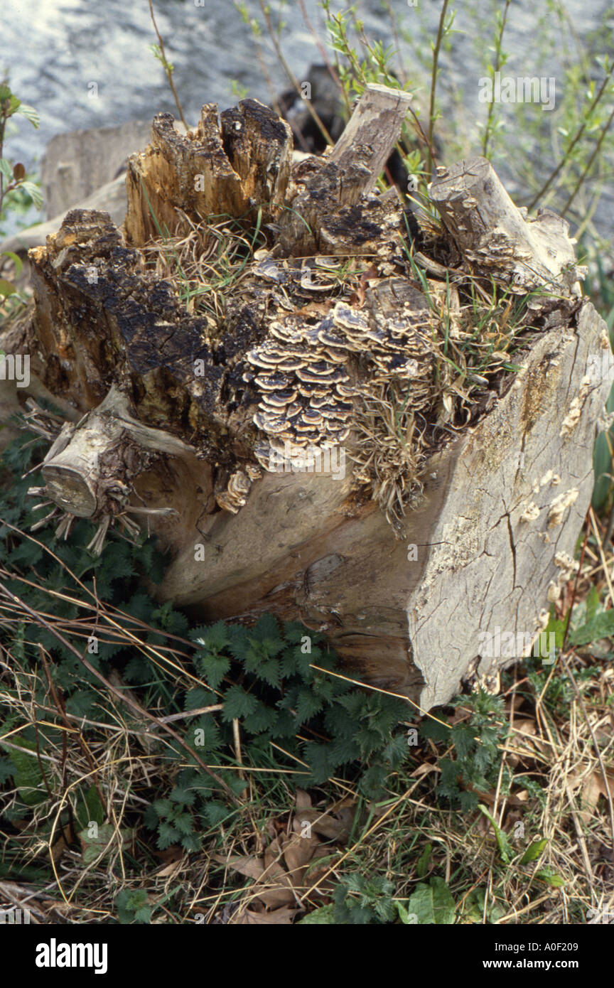 Gefällten und verfaulte Baumstamm mit Pilz London UK Stockfoto