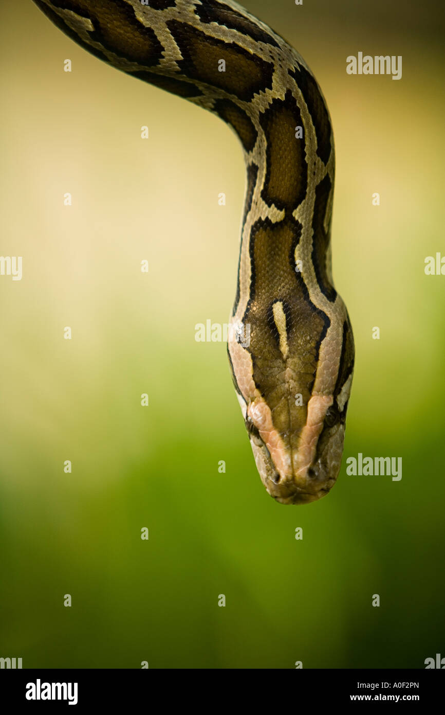 Snake Stockfoto