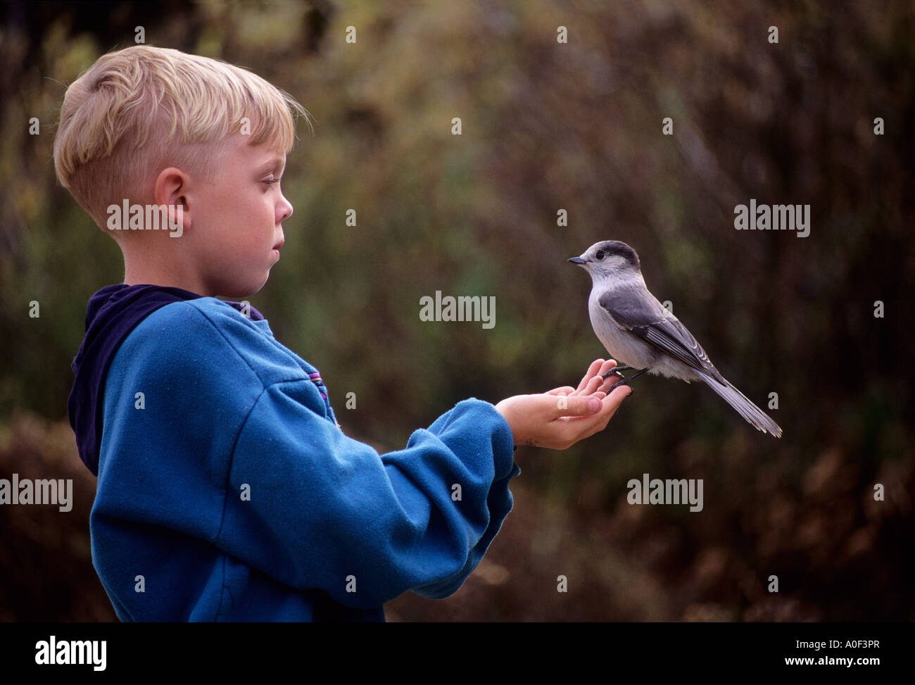 Junge mit Whiskey Jack (Perisoreus Canadensis) Stockfoto