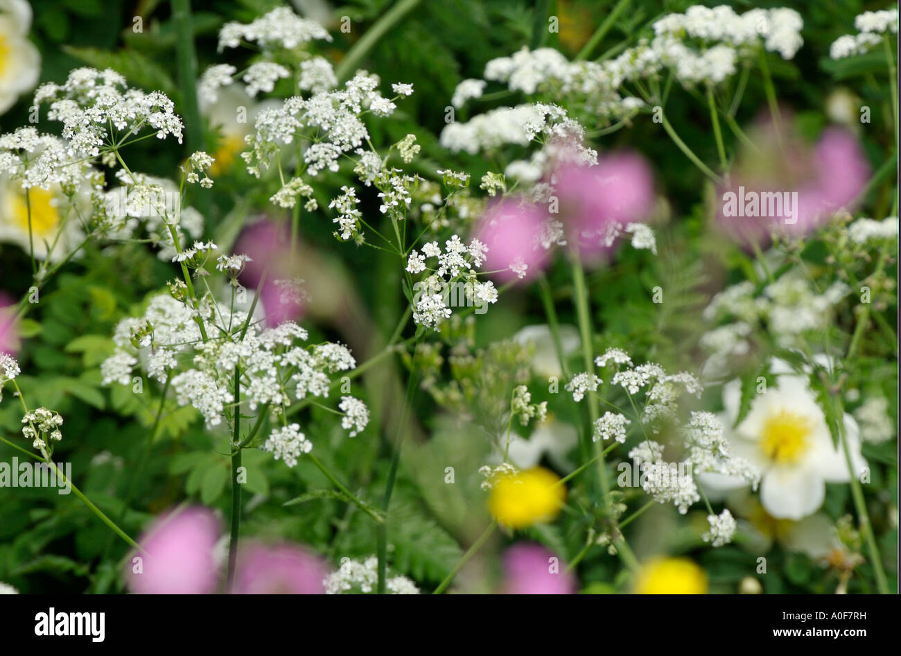 Gemeinsamen britischen wilde Blumen aus den Hecken.  Frühlingsblumen, Kuh-Petersilie, Burnett Rosen im Garten London Wildlife centre Stockfoto