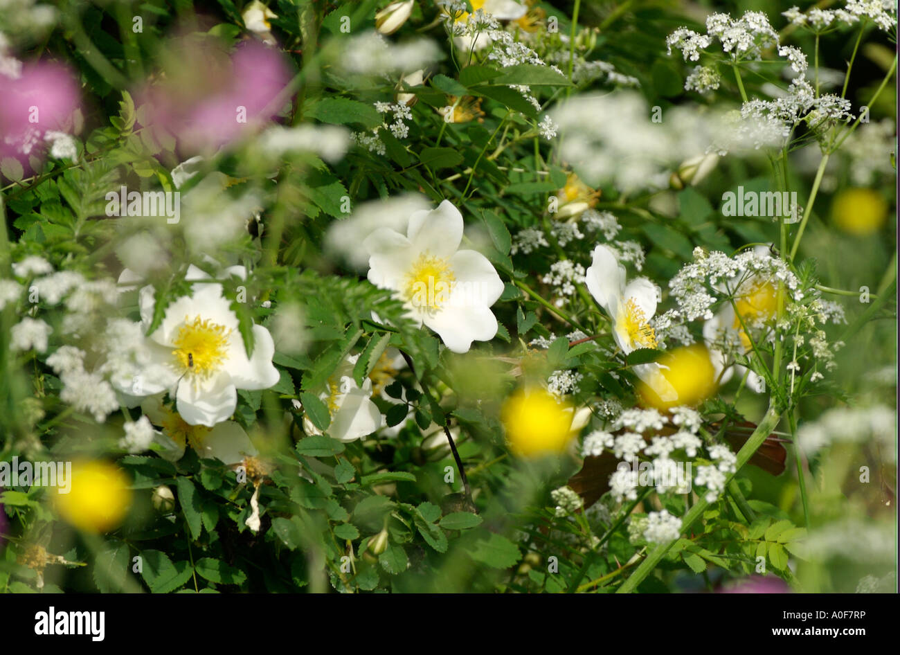 Gemeinsamen britischen wilde Blumen aus den Hecken.  Frühlingsblumen, Kuh-Petersilie, Burnet Rosen im Garten London WIldlife centre Stockfoto
