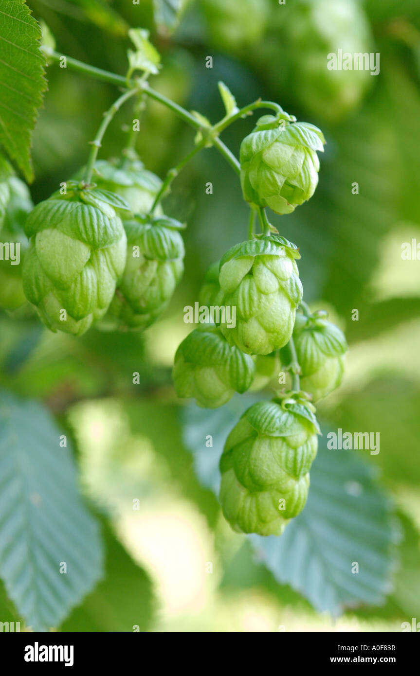 Hop Blumen oder Dolden werden verwendet, um den Geschmack von Bier. Stockfoto