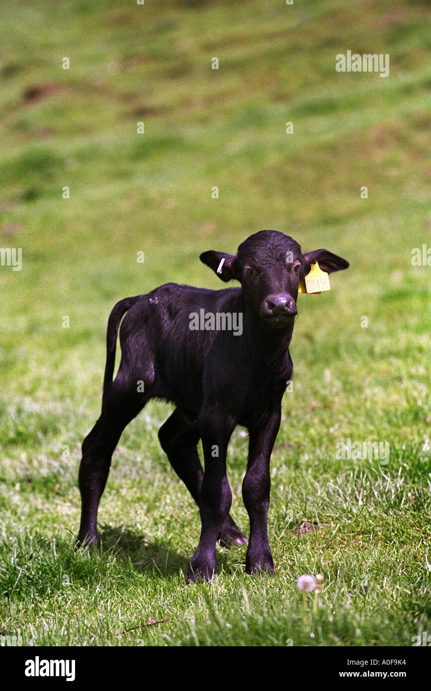 RE FRANCES WOOD BUFFALO BAUER AUS WEST CRANMORE SOMERSET UK EIN 10 TAGE ALTEN KALB Stockfoto