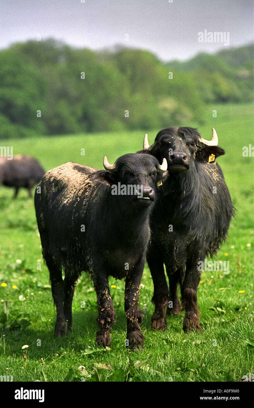 RE FRANCES WOOD BUFFALO BAUER AUS WEST CRANMORE SOMERSET UK Stockfoto