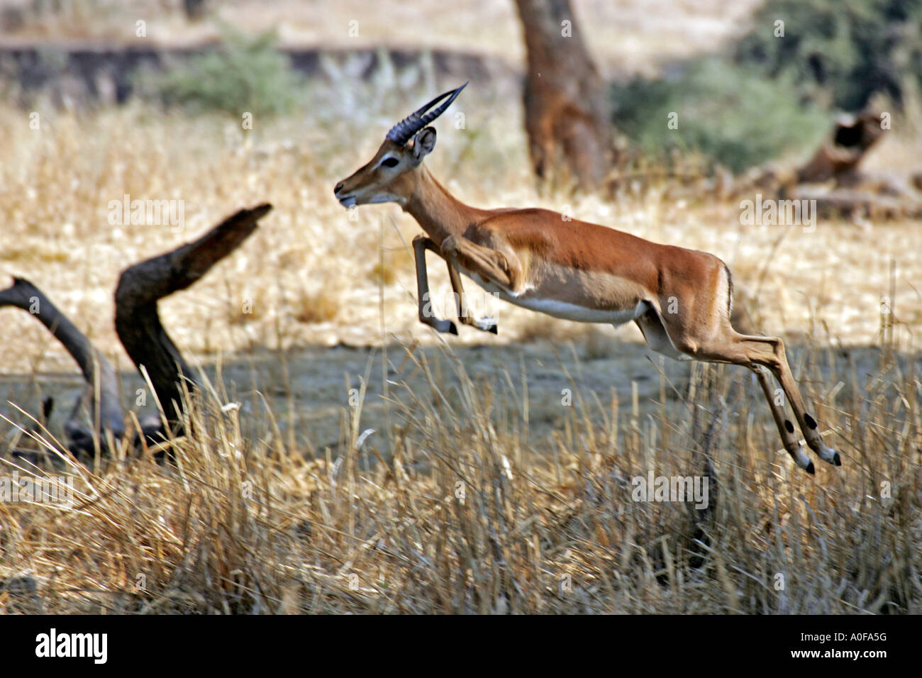 Ruaha Nationalpark Tansania Impala Reife Männchen springen 1 in Reihe 3 Stockfoto
