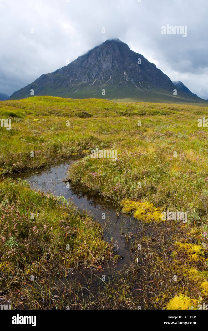 Buchaille Etive Mor in Glencoe mit Sonnentau Pflanzen im Vordergrund Moor Stockfoto