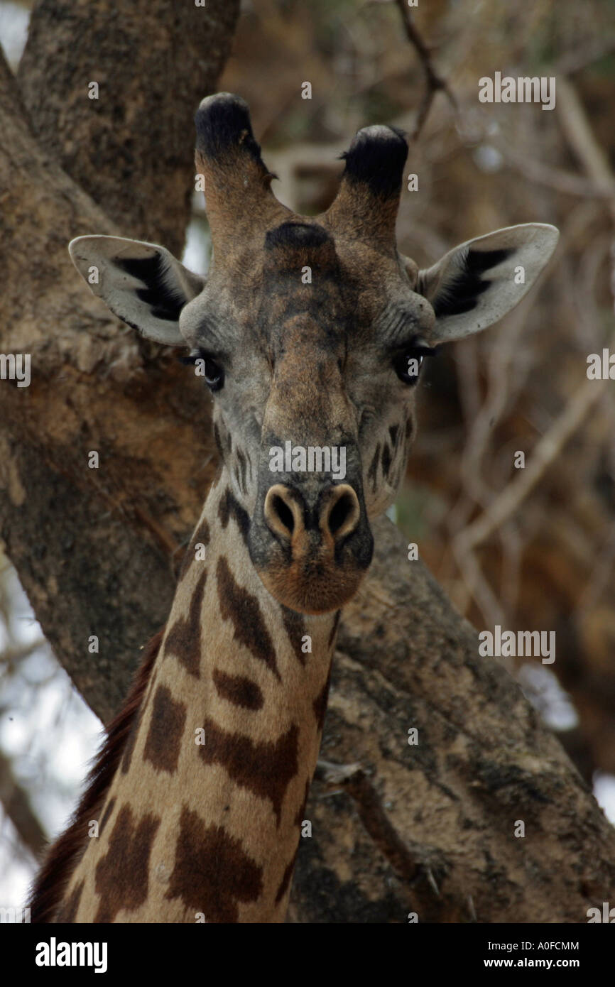 Ruaha Nationalpark Tansanias miombo Waldland männlichen Masai Giraffe Kopf Vorderansicht Stockfoto