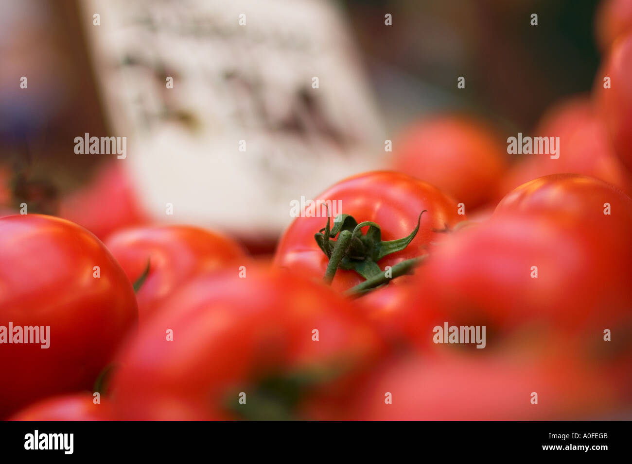 Die Trauben des Weinstocks reife Tomaten auf einem Marktstand in London Borough Market Stockfoto