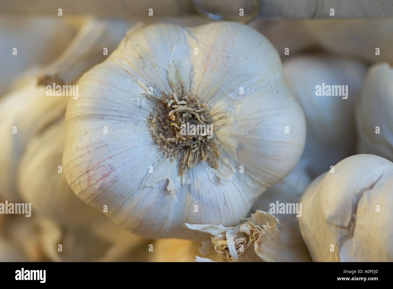 Nahaufnahme von Zwiebeln Knoblauch auf einem Marktstand in London Borough Market Stockfoto