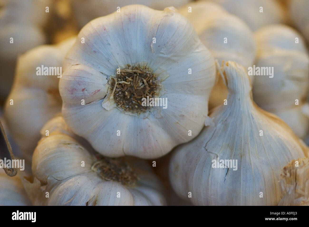 Nahaufnahme von Zwiebeln Knoblauch auf einem Marktstand in London Borough Market Stockfoto