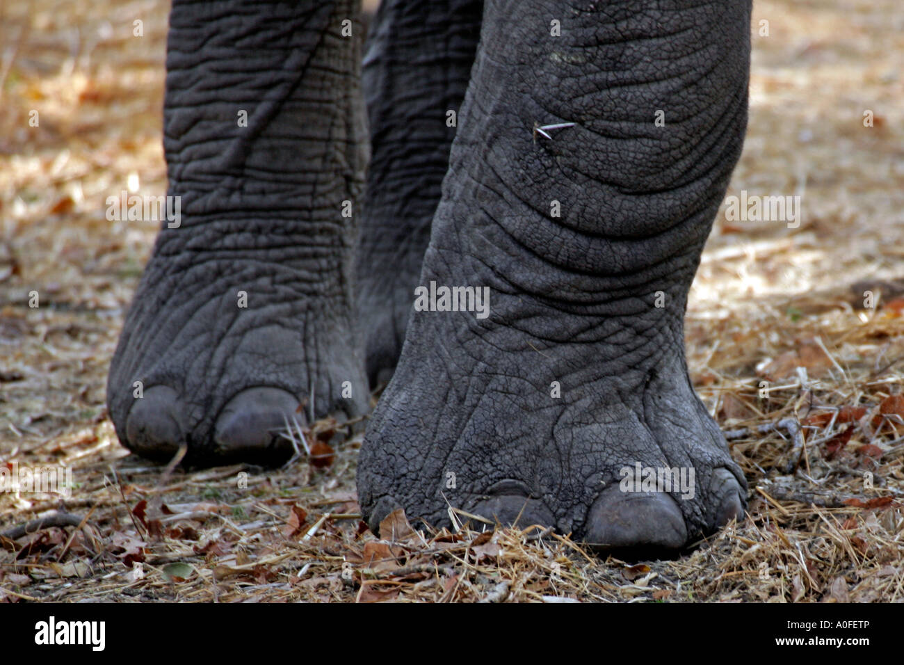 Ruaha Nationalpark Tansania Elefanten Beine zu Fuß Stockfoto