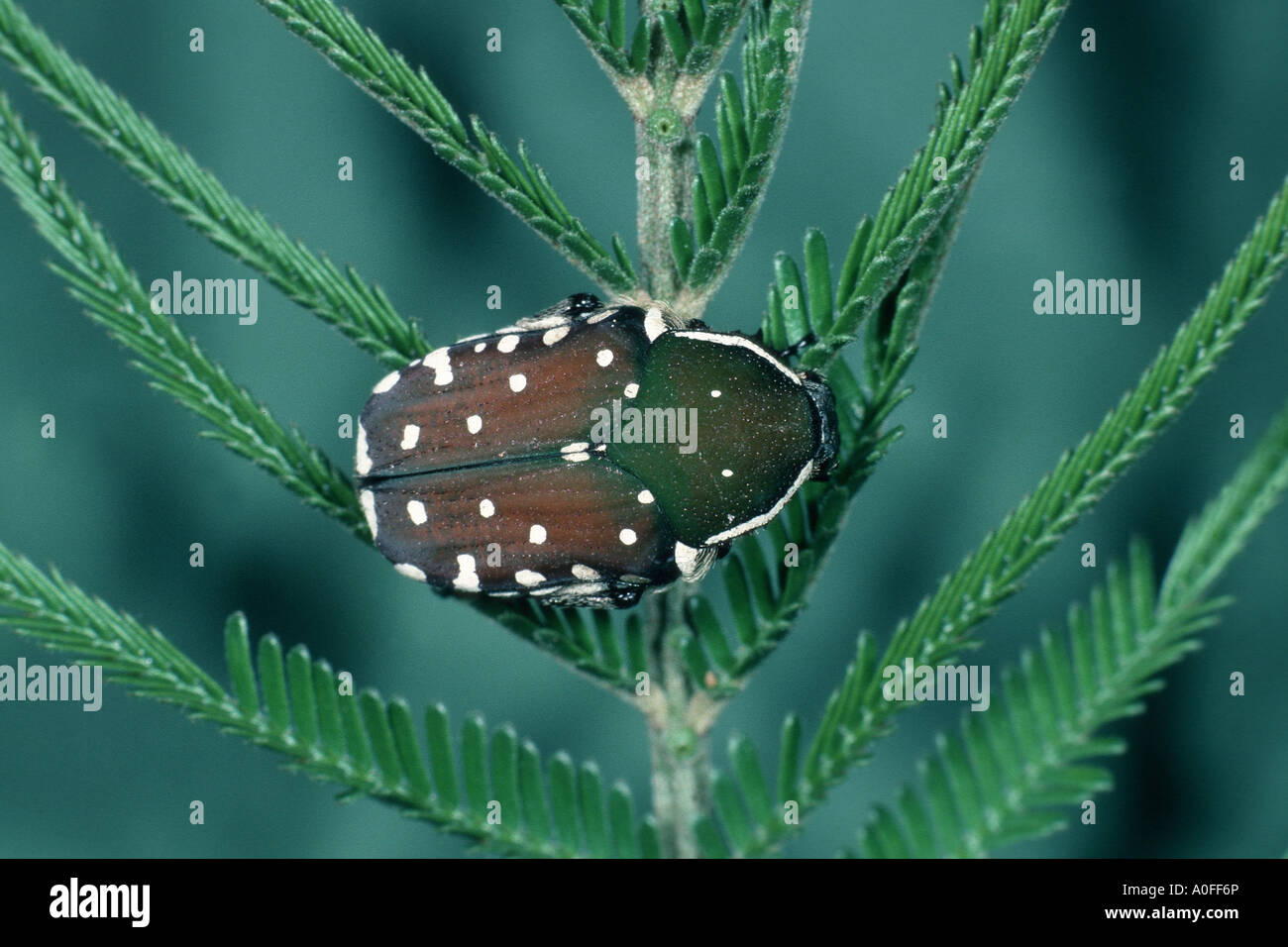 Käfer, imago Stockfoto