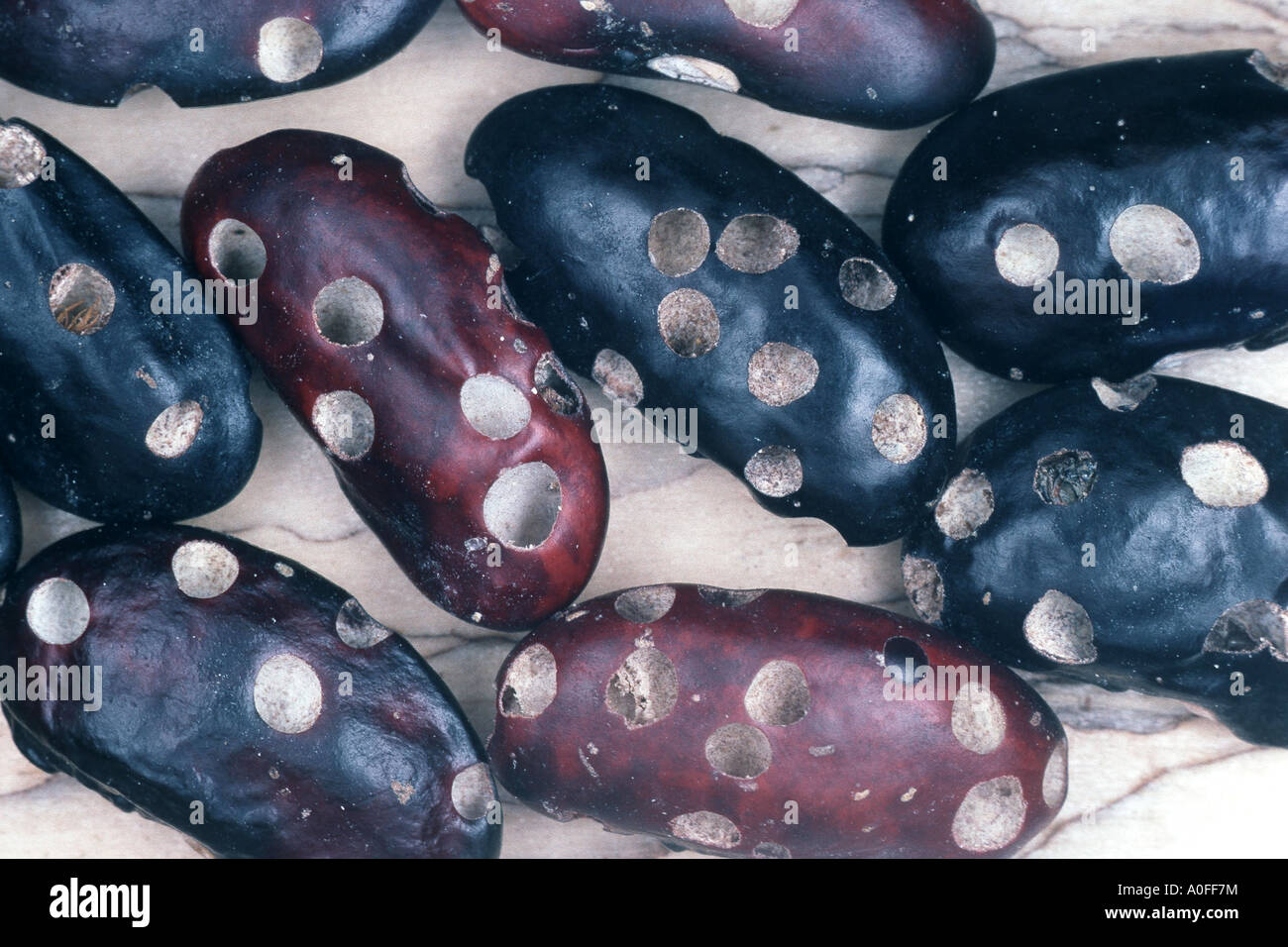 Kfer bohne -Fotos und -Bildmaterial in hoher Auflsung  Alamy