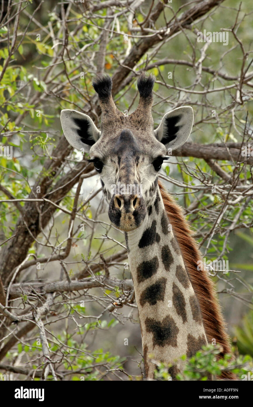 Männlichen Masai Giraffe, Selous Game Reserve, Weltkulturerbe, Tansania Stockfoto