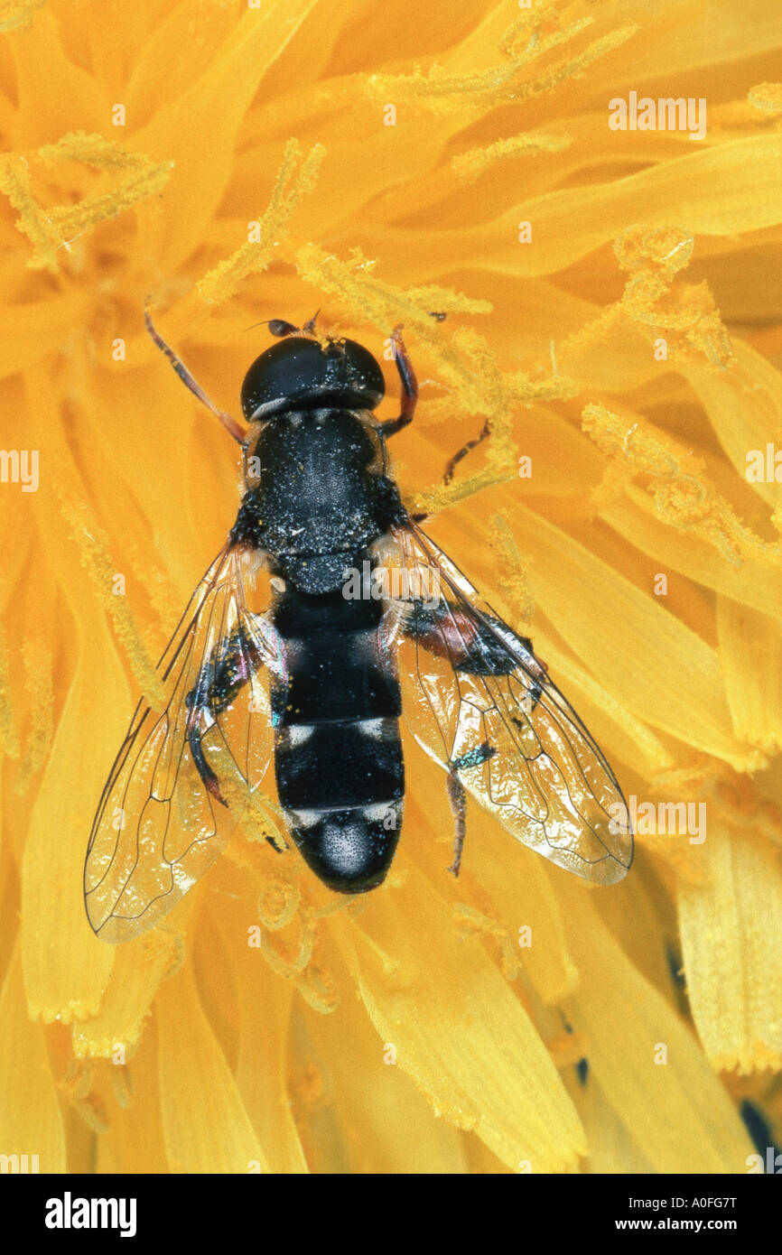 Hoverfly (Syritta Pipiens), Weiblich Stockfoto