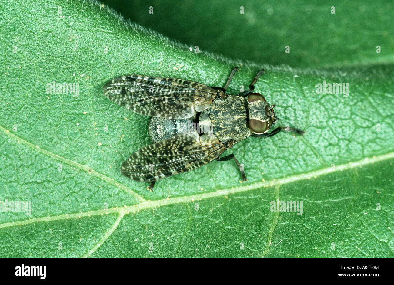 Fliege (Platystoma Parietina), sitzend Stockfoto