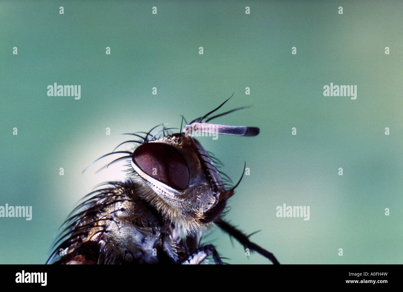 Fliege (Telymorpha Marmorata), portrait Stockfoto